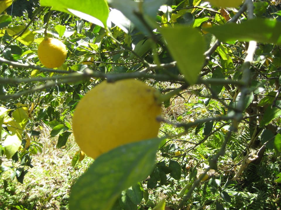 レモン 自然栽培（農薬不使用・化学肥料不使用・除草剤不使用） なかい