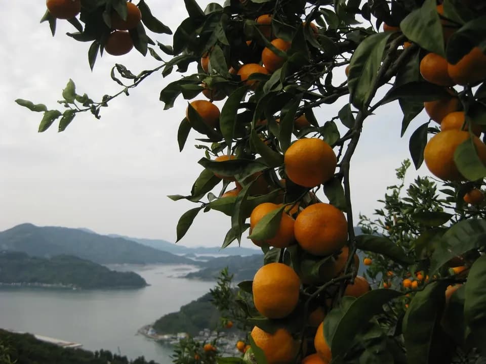 温州みかん  自然栽培（農薬不使用・化学肥料不使用・除草剤不使用）