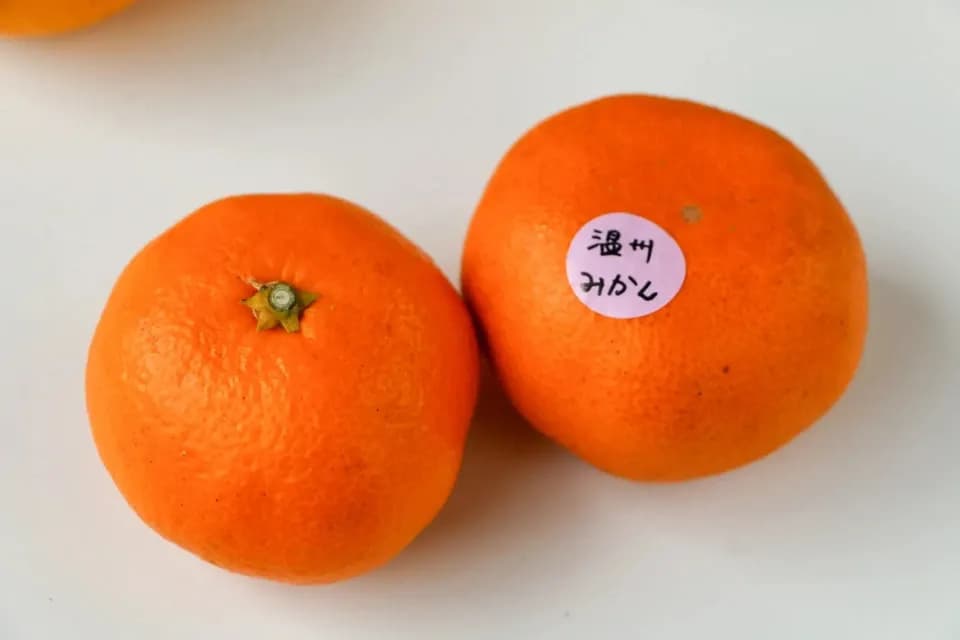 温州みかん  自然栽培（農薬不使用・化学肥料不使用・除草剤不使用）