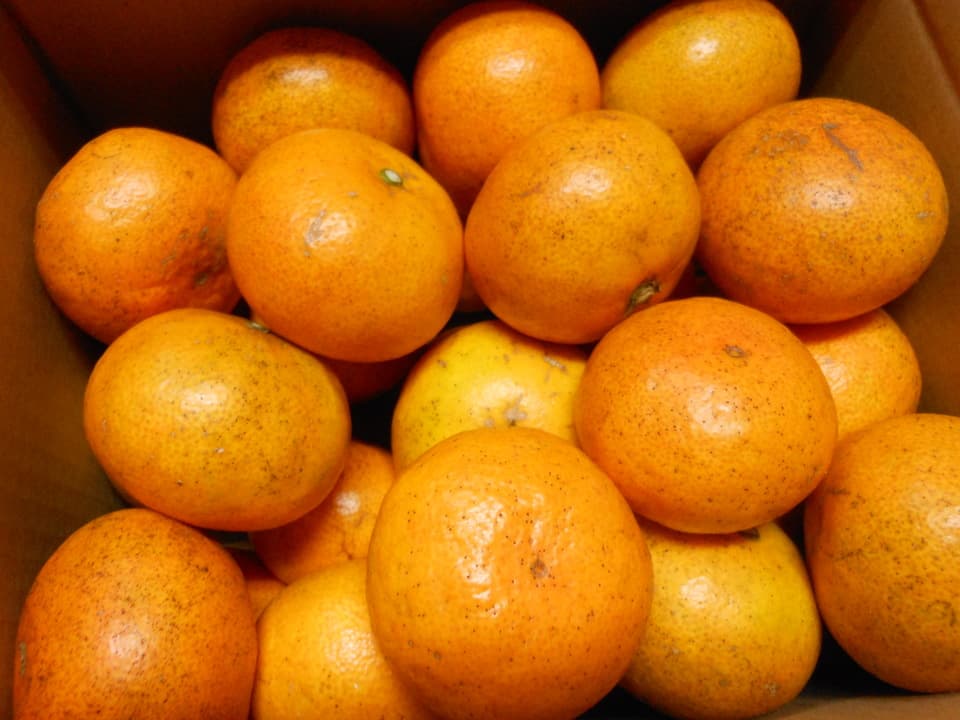 小玉みかん 自然栽培（農薬不使用・化学肥料不使用・除草剤不使用）