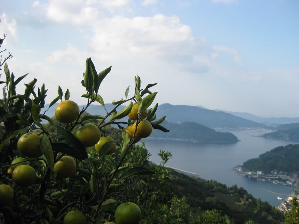 ゆず  自然栽培（農薬不使用・化学肥料不使用・除草剤不使用）