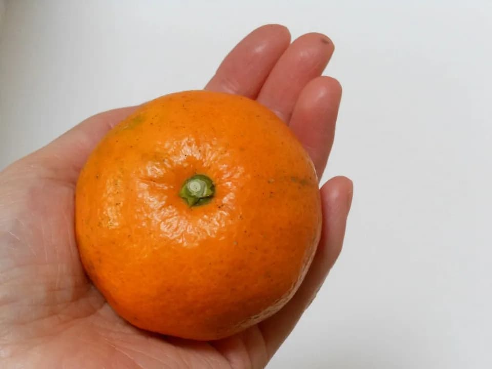 温州みかん  自然栽培（農薬不使用・化学肥料不使用・除草剤不使用）