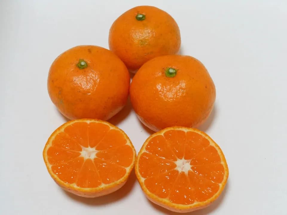 温州みかん  自然栽培（農薬不使用・化学肥料不使用・除草剤不使用）