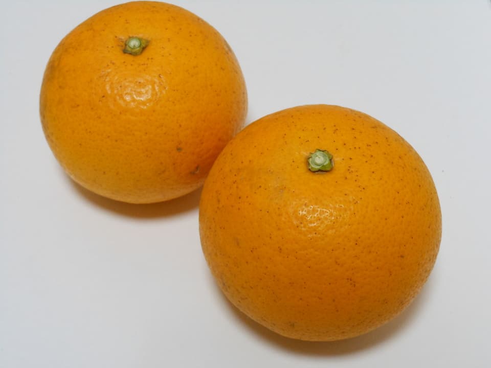 はっさく  自然栽培（農薬不使用・化学肥料不使用・除草剤不使用）