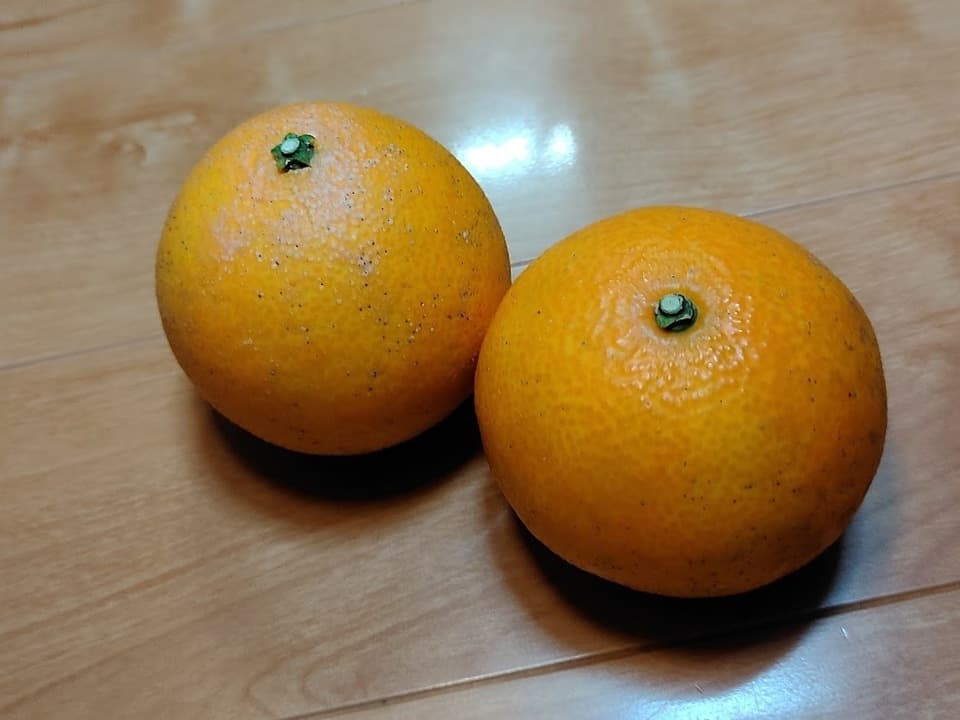愛媛果試２８号　自然栽培（農薬不使用・化学肥料不使用・除草剤不使用）