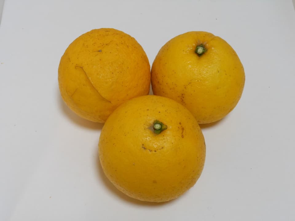 ニューサマーオレンジ　 自然栽培（農薬不使用・化学肥料不使用・除草剤不使用）