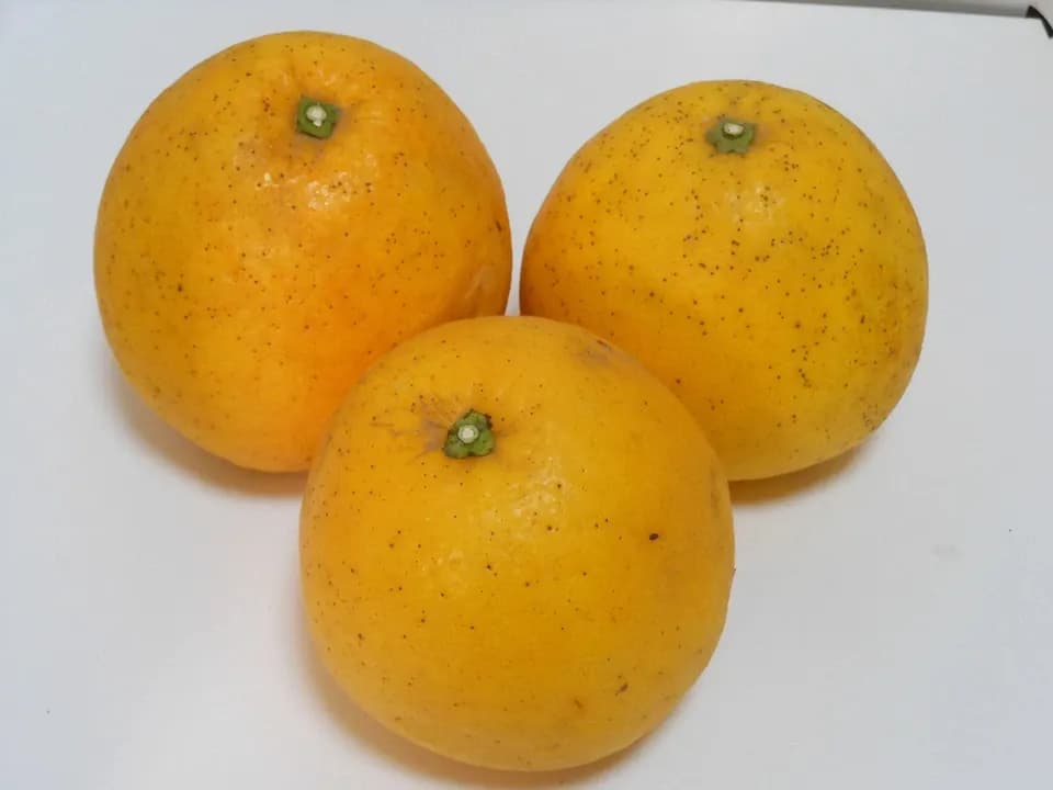 宇和ゴールド 自然栽培（農薬不使用・化学肥料不使用・除草剤不使用）