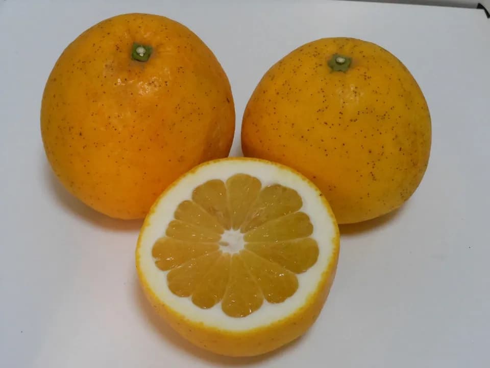 宇和ゴールド 自然栽培（農薬不使用・化学肥料不使用・除草剤不使用）