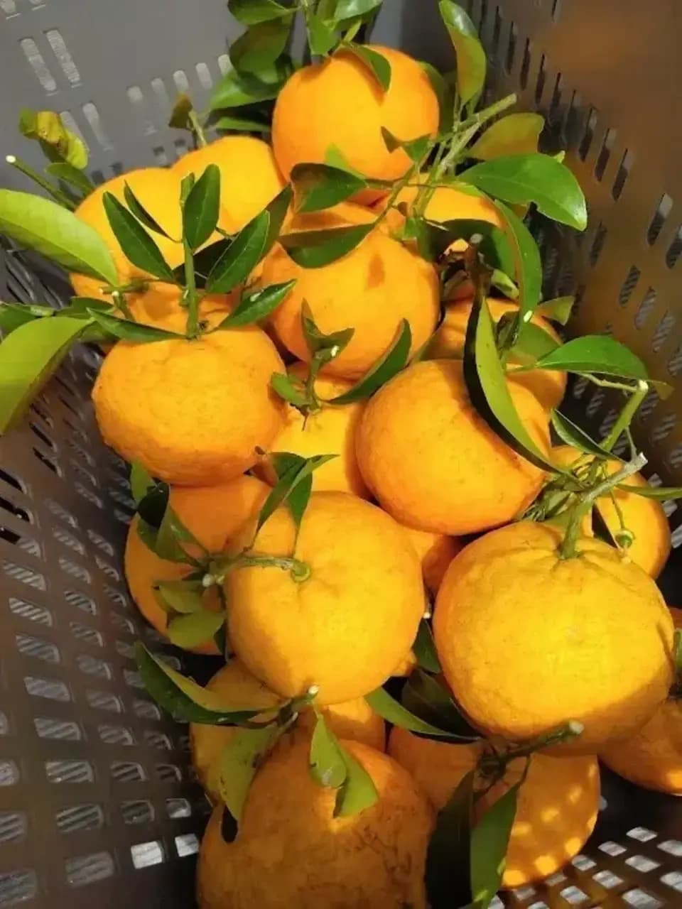 甘夏ジュース　自然栽培（農薬不使用・化学肥料不使用・除草剤不使用）の甘夏を使用した100%ジュース