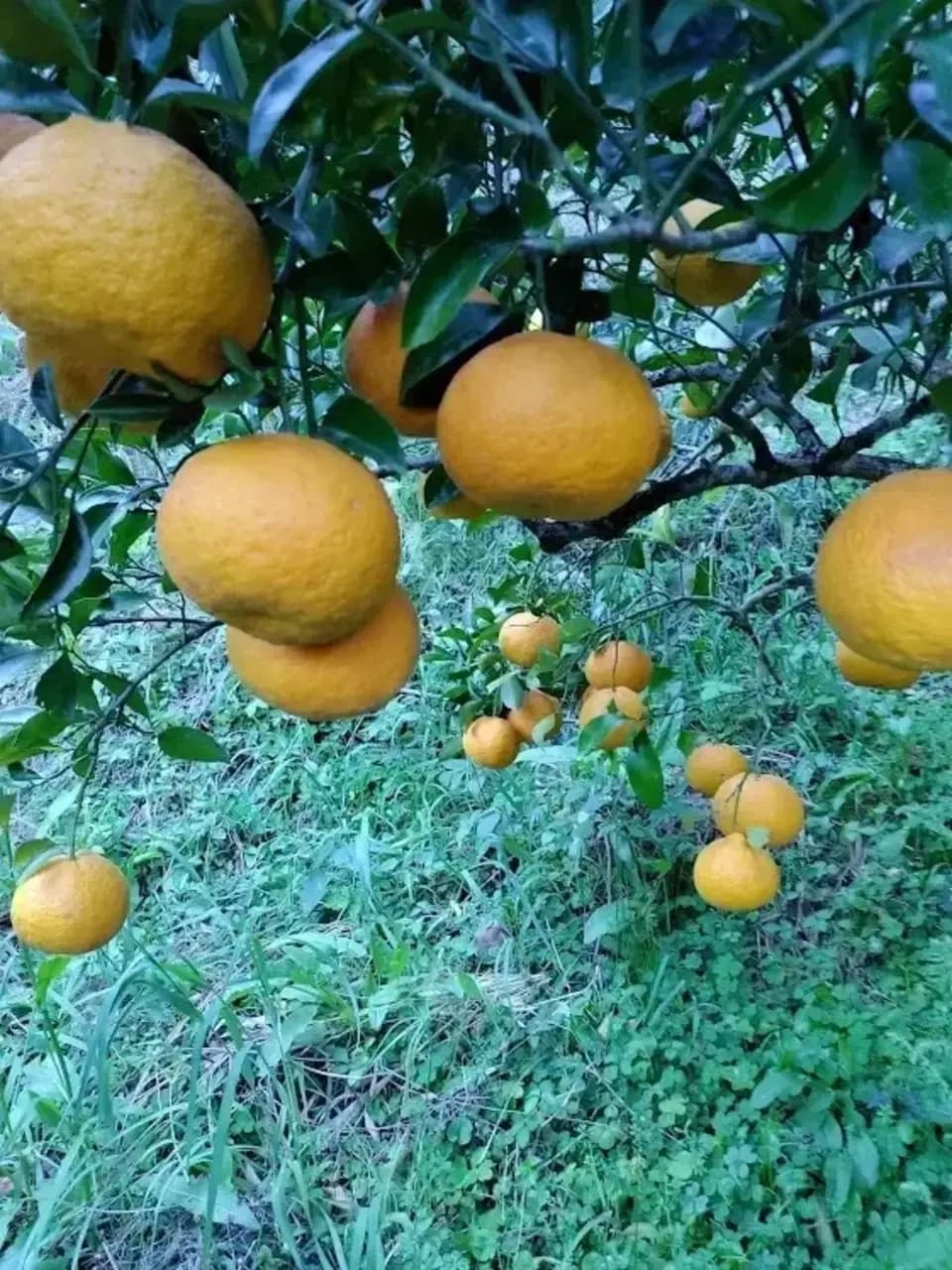 甘夏ジュース　自然栽培（農薬不使用・化学肥料不使用・除草剤不使用）の甘夏を使用した100%ジュース