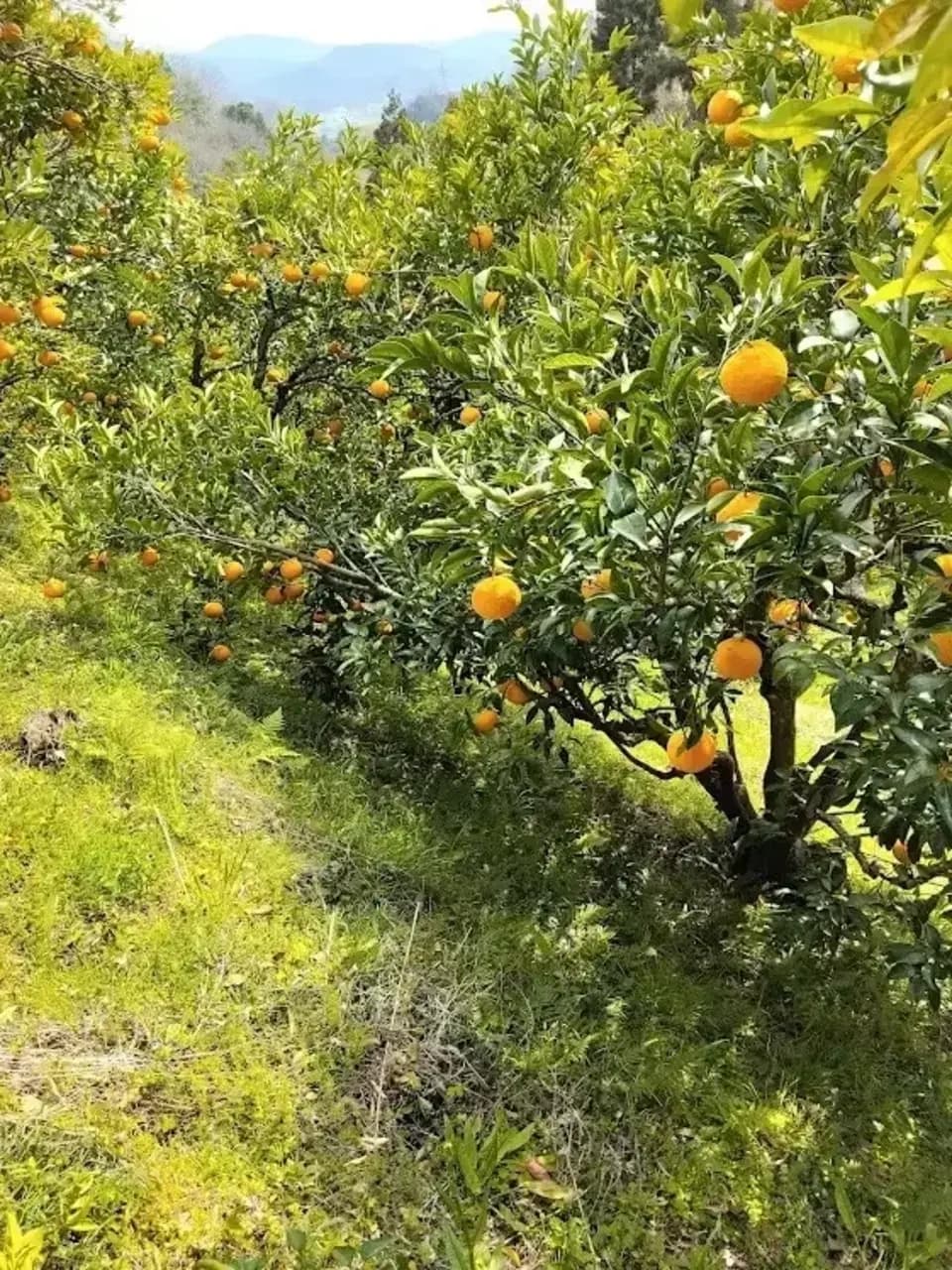 甘夏ジュース　自然栽培（農薬不使用・化学肥料不使用・除草剤不使用）の甘夏を使用した100%ジュース