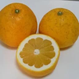 3.5kg（箱重量込み）S-2Sサイズ