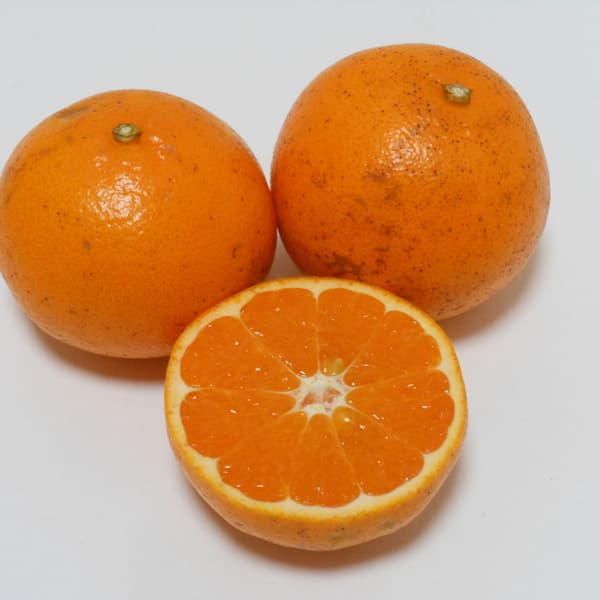 MLサイズ4kg(箱重量込み）