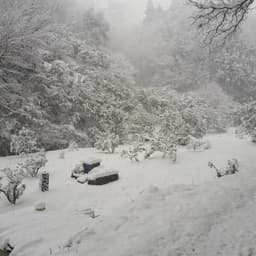 大雪の影響について