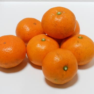 早生温州の販売