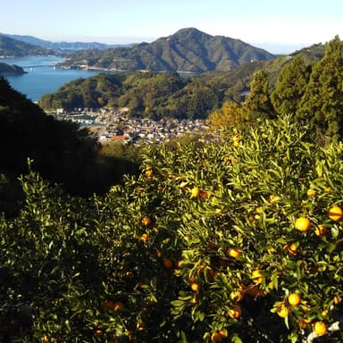 温州みかん始めました