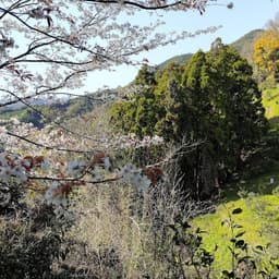 春到来です(*^-^*)
