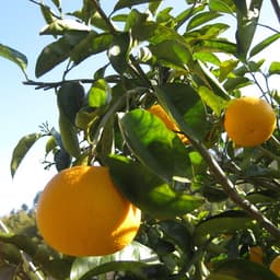 甘夏の最盛期です
