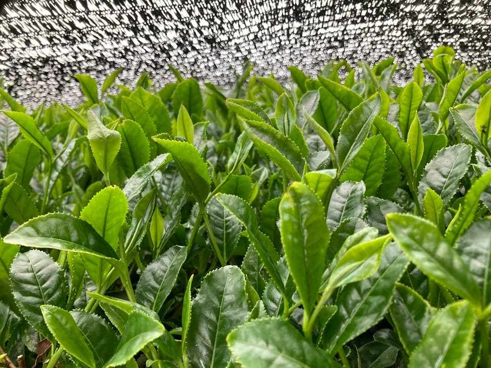 ２０２６年　新茶玉露、京都府で農薬不使用栽培