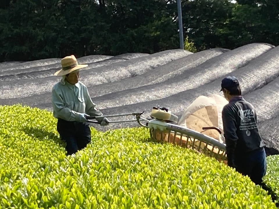 ２０２６年　新茶玉露、京都府で農薬不使用栽培