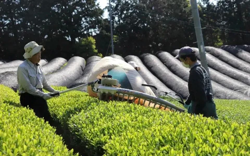 プレミアム抹茶、シングルオリジン《農薬、化学肥料、除草剤不使用》　京都府　