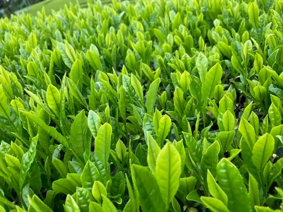 プレミアム抹茶、シングルオリジン《農薬、化学肥料、除草剤不使用》　京都府　