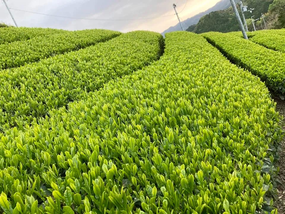香ばしい深煎りほうじ茶《農薬、化学肥料、除草剤不使用》