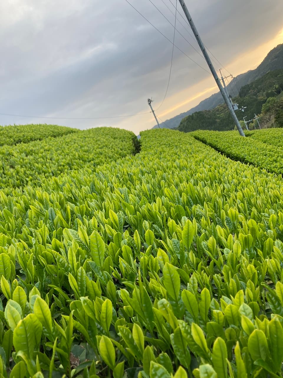 玄米茶飲み比べセット、抹茶入り玄米茶と玉露玄米茶と、農薬不使用茶と有機玄米。