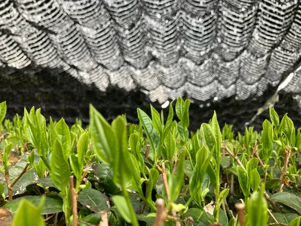 ２０２６年新茶玉露粉茶、京都府で農薬不使用栽培でできた粉茶です。急須なしで手軽に玉露粉茶を楽しめます。