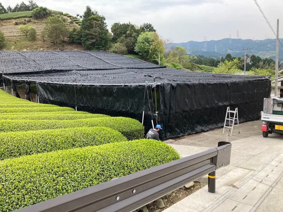 ２０２６年新茶玉露粉茶、京都府で農薬不使用栽培でできた粉茶です。急須なしで手軽に玉露粉茶を楽しめます。