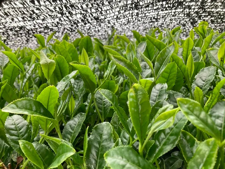 ２０２６年新茶玉露粉茶、京都府で農薬不使用栽培でできた粉茶です。急須なしで手軽に玉露粉茶を楽しめます。
