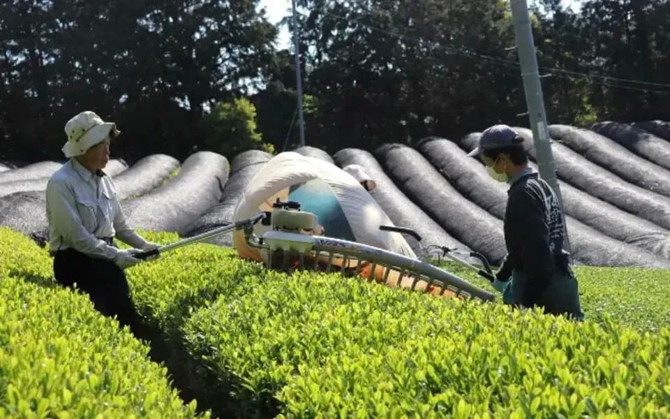 【濃厚抹茶グリーンティー】《農薬、化学肥料、除草剤不使用栽培の抹茶と、有機砂糖を使いブレンドしました。》　