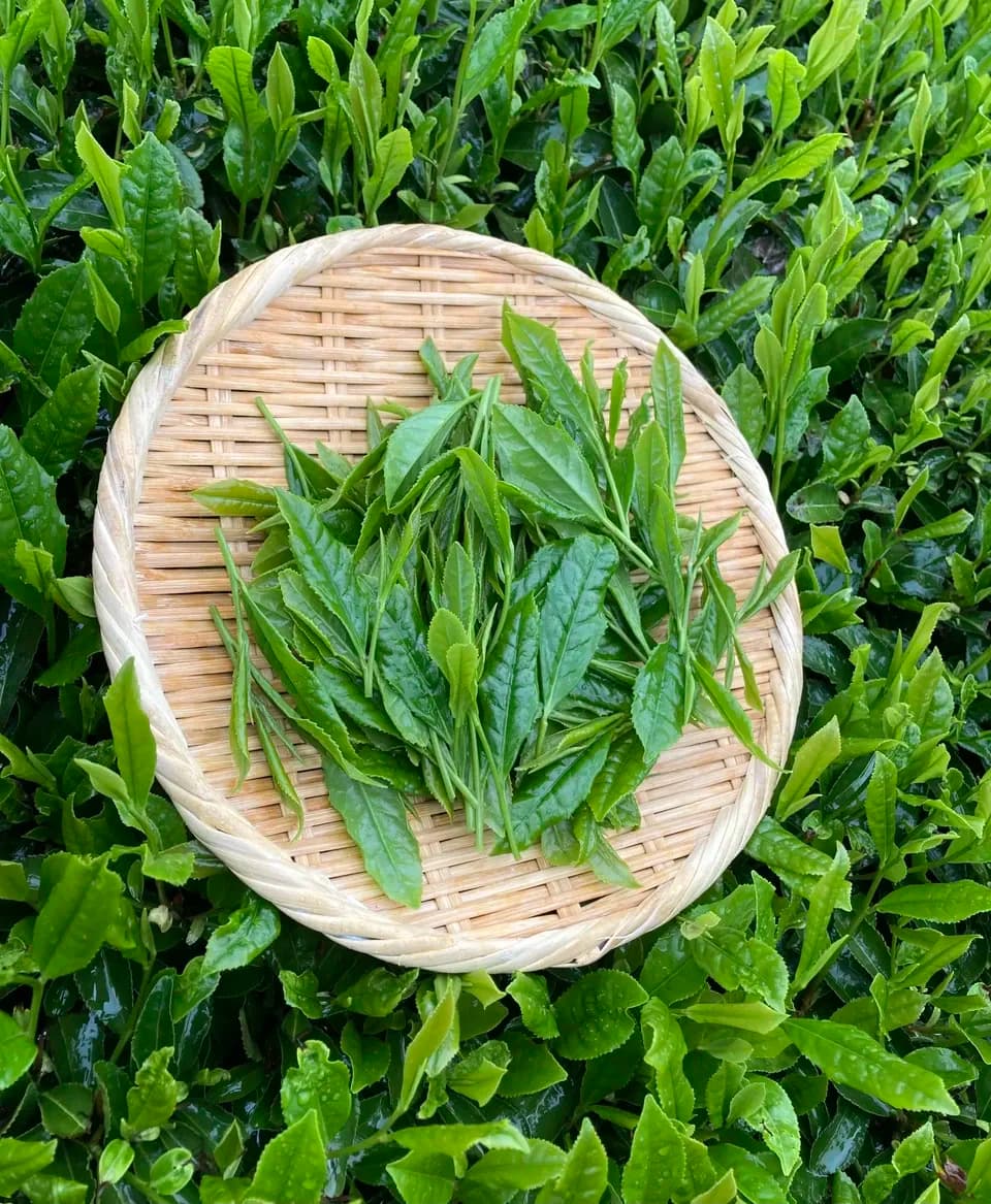 《新茶》2026年初摘み新茶　京都府和束町、農薬不使用栽培