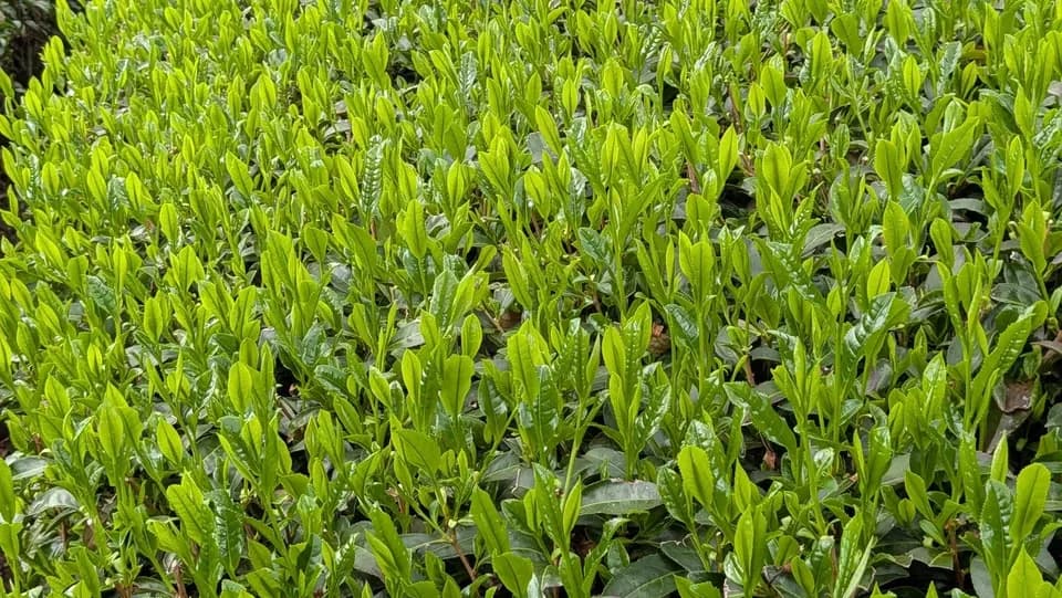 《新茶》2026年初摘み新茶　京都府和束町、農薬不使用栽培