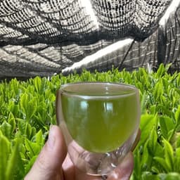 かぶせ茶、玉露ができました。