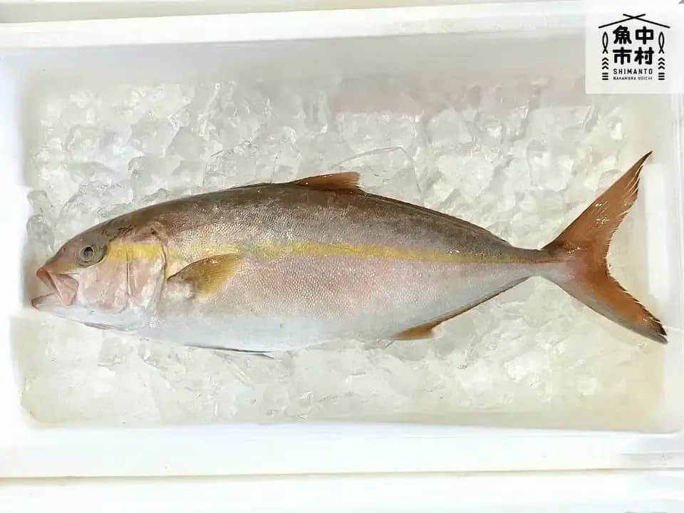 【お中元・夏ギフト】単品│市場直送│高知県しまんと│季節の天然魚 醤油漬け（冷凍）│砂糖・化学調味料不使用│原材料：四季の魚、醤油、みりん、酒│熨斗無料