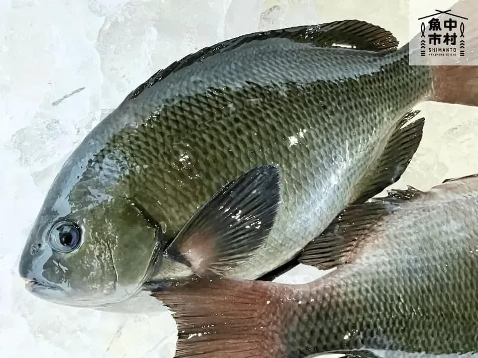 【父の日・お中元・夏ギフト】単品│市場直送│高知県しまんと│季節の天然魚 昆布〆（冷凍）│化学調味料不使用│原材料：白身魚、米酢、昆布、塩のみ│熨斗無料