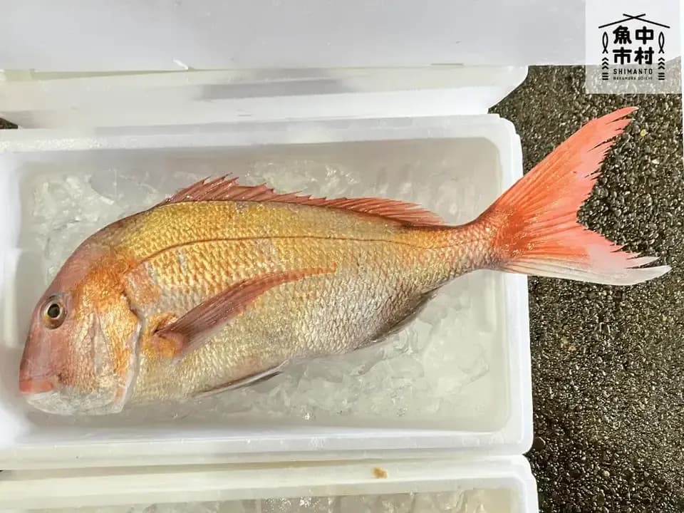 【父の日・お中元・夏ギフト】単品│市場直送│高知県しまんと│季節の天然魚 昆布〆（冷凍）│化学調味料不使用│原材料：白身魚、米酢、昆布、塩のみ│熨斗無料