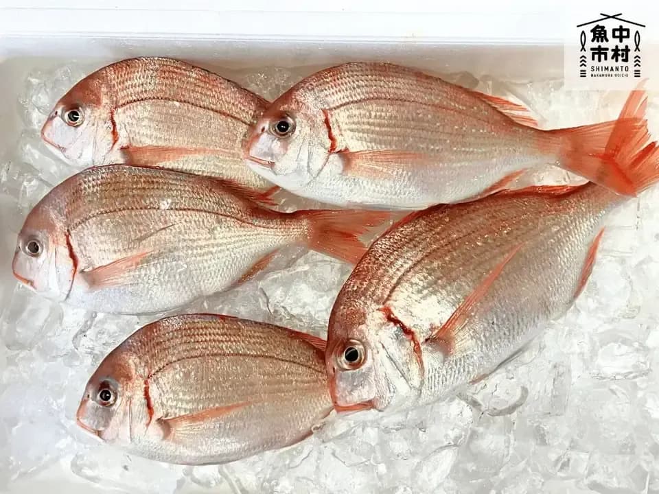 【父の日・お中元・夏ギフト】単品│市場直送│高知県しまんと│季節の天然魚 昆布〆（冷凍）│化学調味料不使用│原材料：白身魚、米酢、昆布、塩のみ│熨斗無料