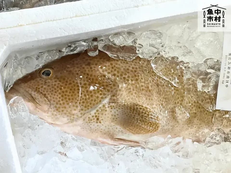 【父の日・お中元・夏ギフト】単品│市場直送│高知県しまんと│季節の天然魚 昆布〆（冷凍）│化学調味料不使用│原材料：白身魚、米酢、昆布、塩のみ│熨斗無料