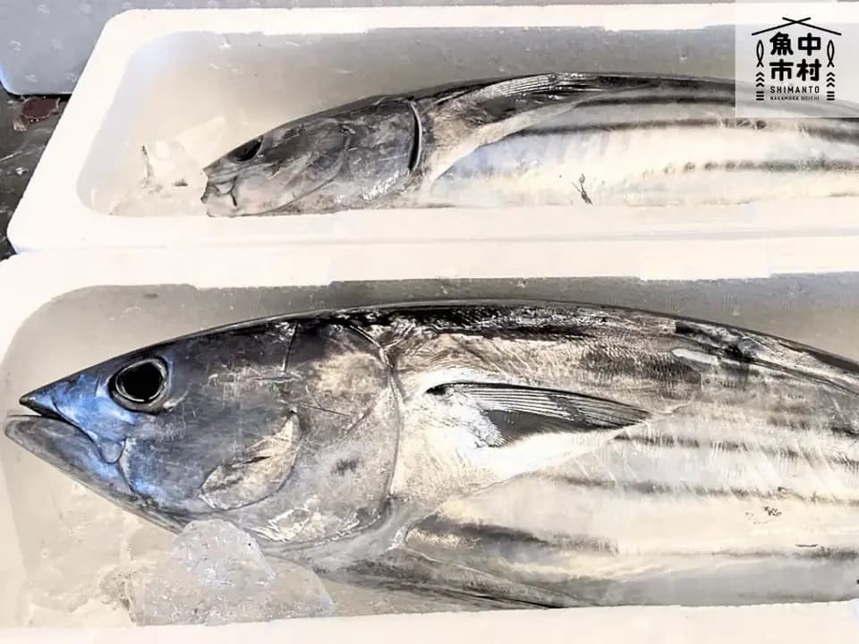 【父の日・お中元・夏ギフト】単品│市場直送│高知県しまんと│カツオ藁焼きオイル漬け（冷凍）│原材料：カツオ・塩・オリーブオイルのみ│熨斗無料