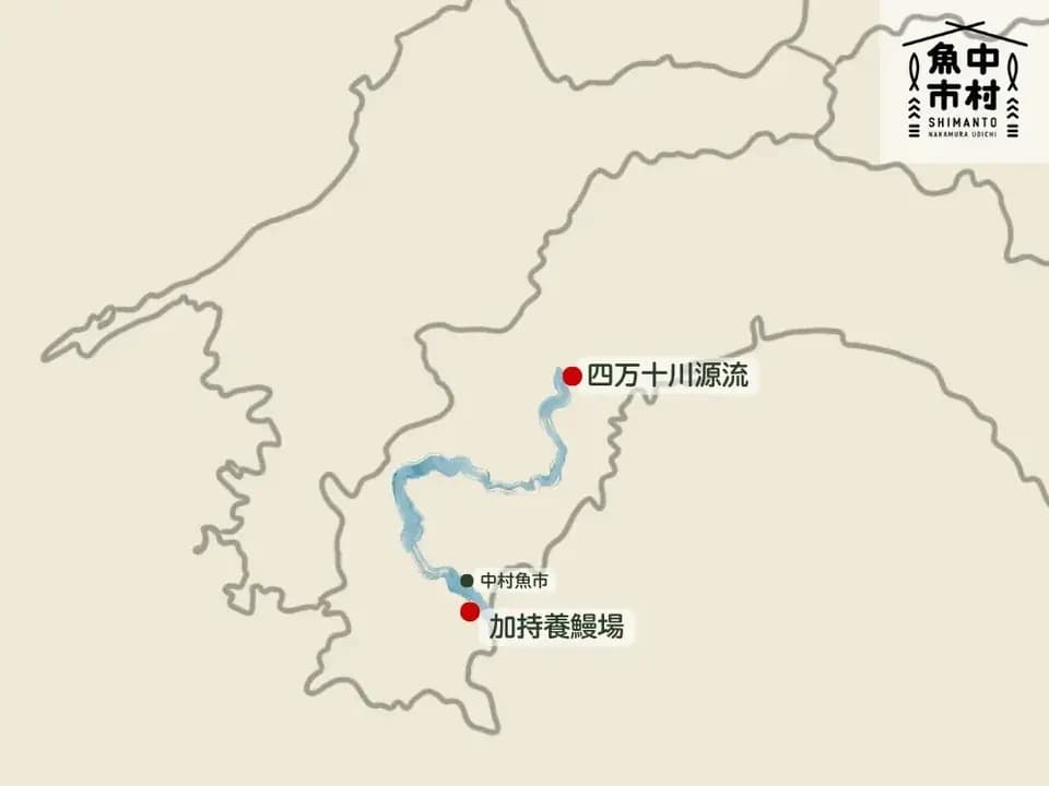 【お中元・夏ギフト】四万十有頭うなぎ│市場直送│高知県│加持養鰻場のウナギ 蒲焼・白焼き（冷凍）│無投薬・化学調味料不使用│熨斗無料