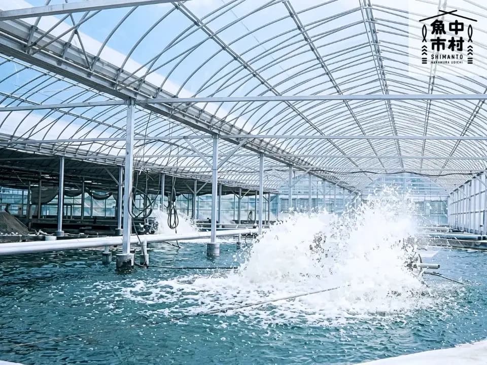 【お中元・夏ギフト】四万十有頭うなぎ│市場直送│高知県│加持養鰻場のウナギ 蒲焼・白焼き（冷凍）│無投薬・化学調味料不使用│熨斗無料