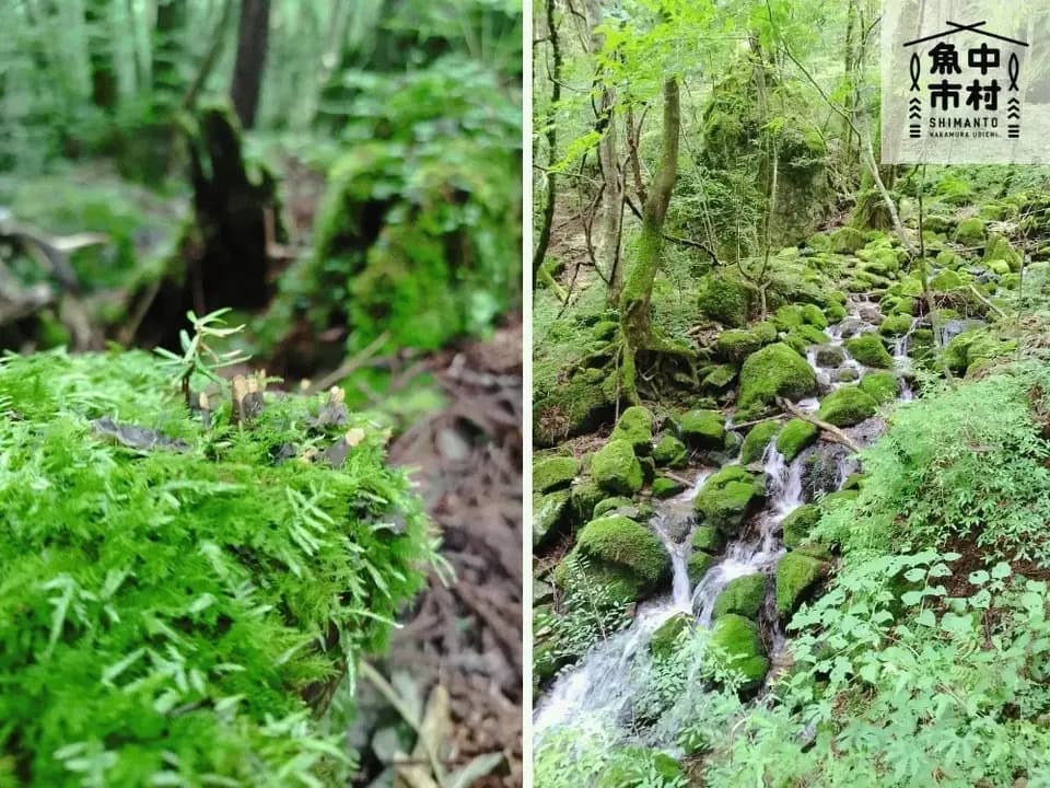 【お中元・夏ギフト】四万十有頭うなぎ│市場直送│高知県│加持養鰻場のウナギ 蒲焼・白焼き（冷凍）│無投薬・化学調味料不使用│熨斗無料