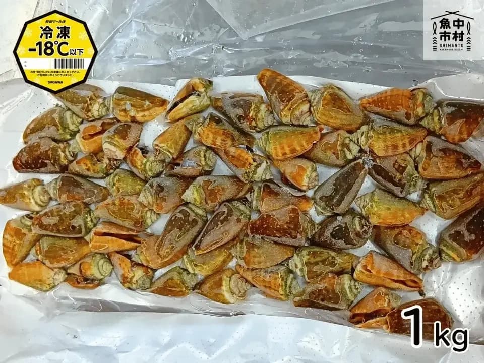 新商品【お中元・夏ギフト】単品│市場直送│高知県しまんと│チャンバラ貝（冷凍）│原材料：チャンバラ貝（高知県産）│熨斗無料