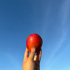 農薬・化学肥料不使用＜ピンポンマンゴー＞沖縄の太陽とクロレラ肥料で栽培