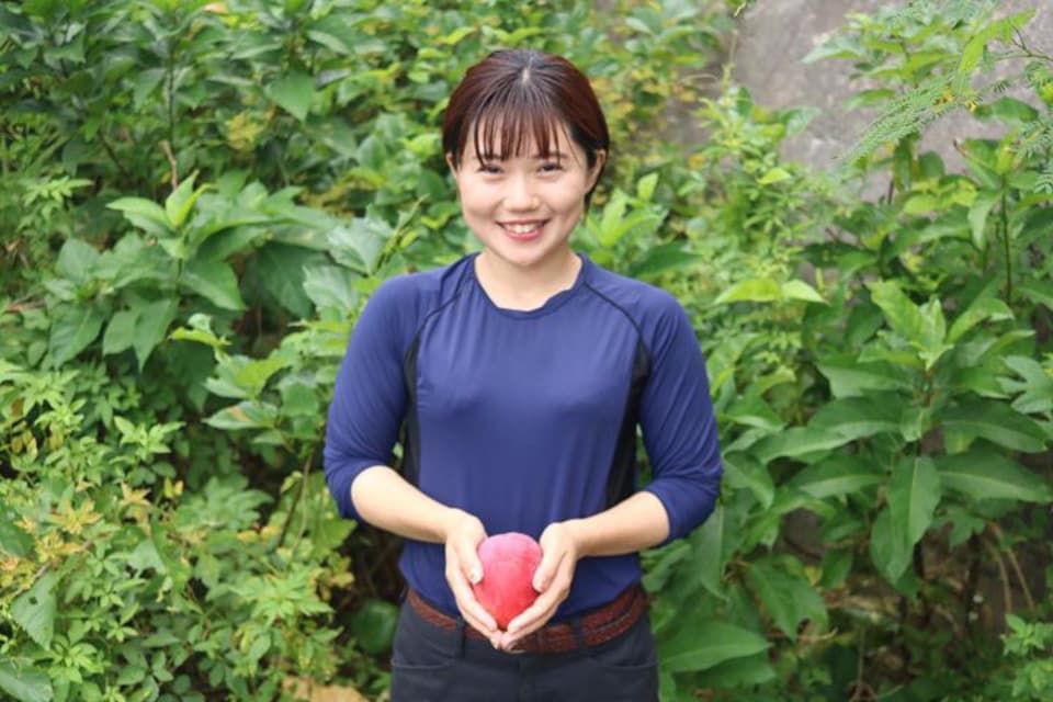 農薬・化学肥料不使用＜ピンポンマンゴー＞沖縄の太陽とクロレラ肥料で栽培