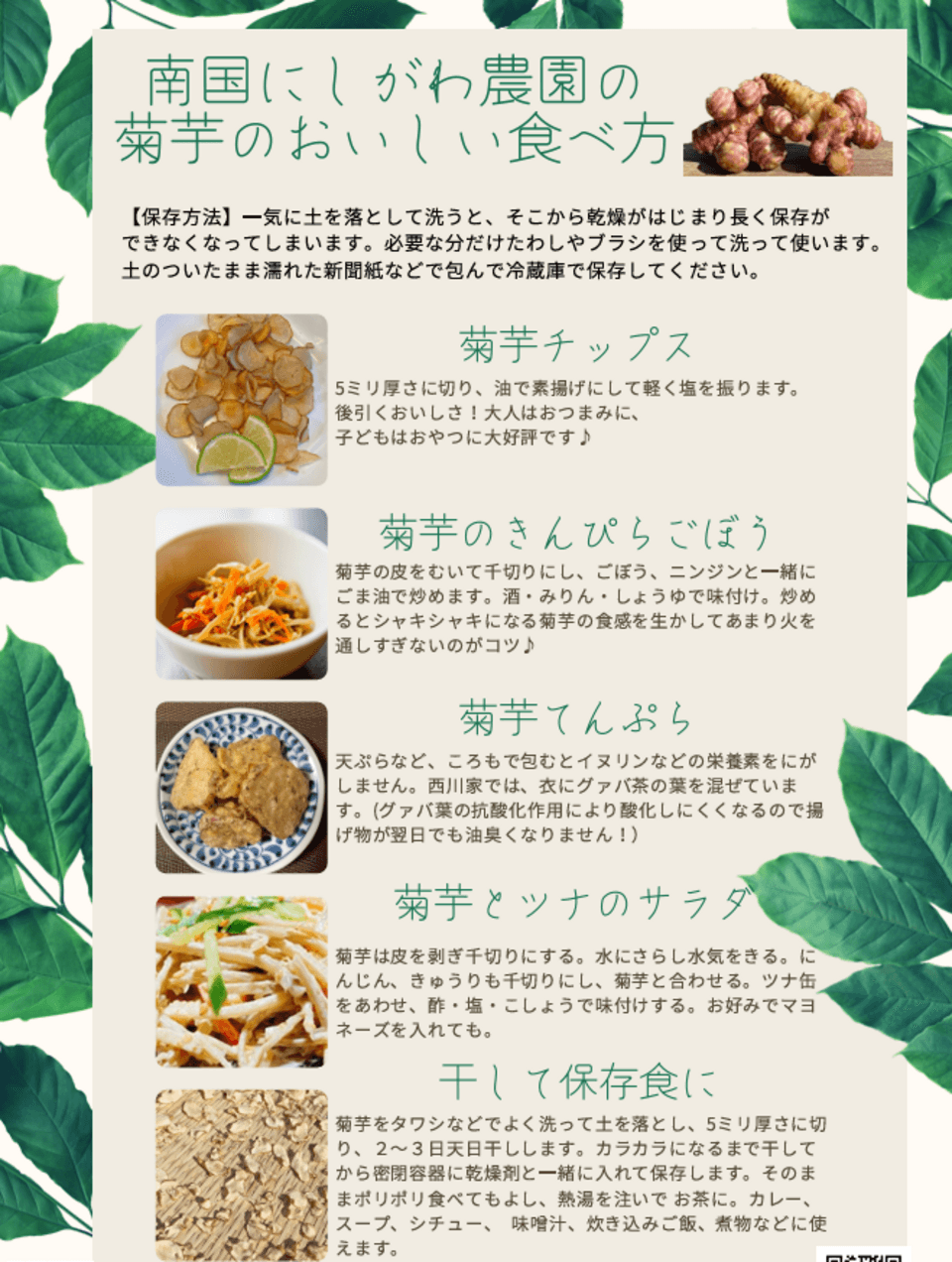 洗ってお届け！自然栽培の紫菊芋（フランス菊芋）1㎏ 南国にしがわ農園