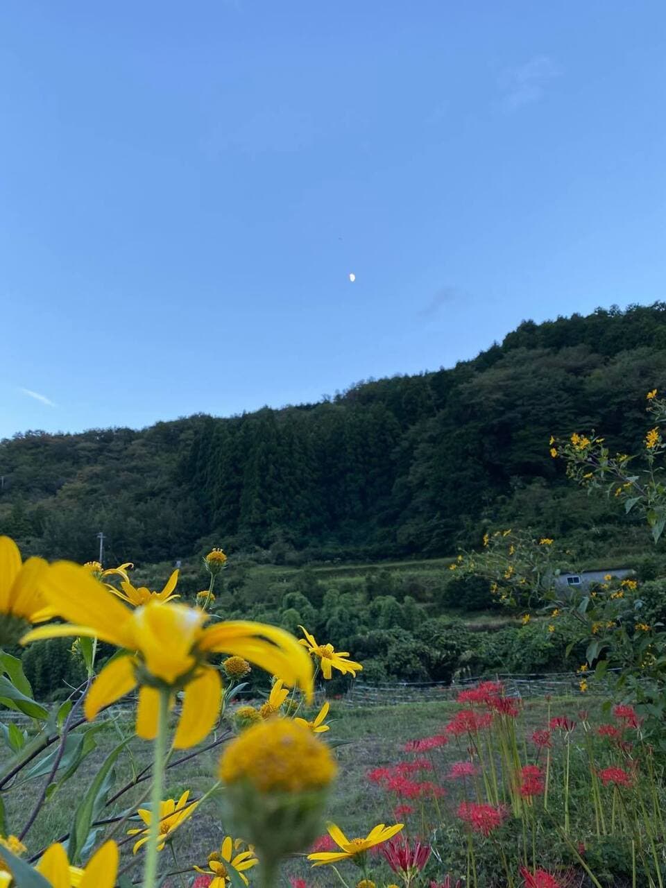 洗ってお届け！自然栽培の紫菊芋（フランス菊芋）1㎏