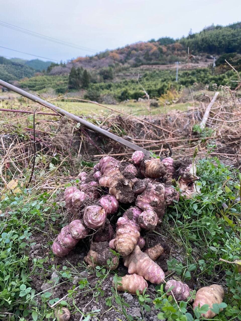 洗ってお届け！自然栽培の紫菊芋（フランス菊芋）1㎏